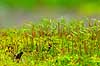 R�d Horntand Ceratodon purpureus Hareskoven   Planter Mos, mosser, , Hornkapselmos, Anthocerotopsida, Andreaeopsida