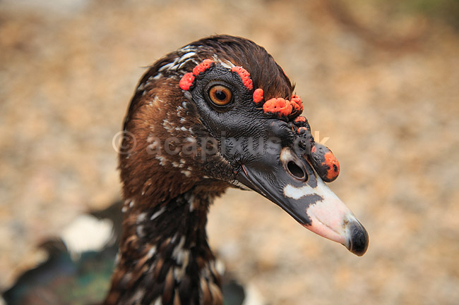 Moskusand; Carina moschata, Anatidae; ; ; ; fugle; And, �nder, andefugl, andefugle, moskus�nder