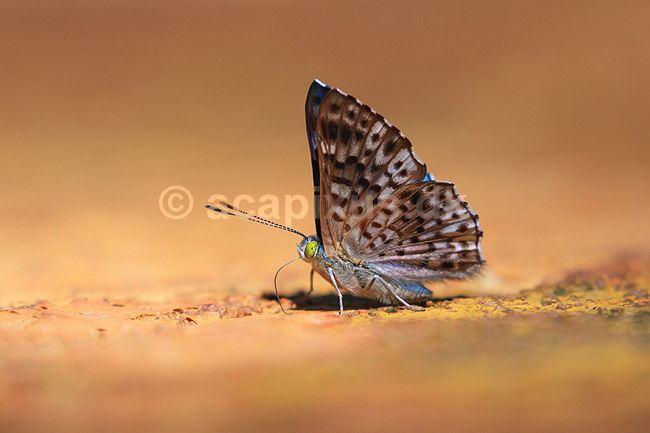 Sommerfugl. Bl� sommerfugl slikker salt i skovbunden; ;  Yacutinga Lodge / Misiones Forrest / Iguazu; Argentina; Sydamerika; insekter; Sommerfugle, Lepidoptera