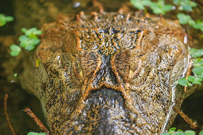 Kaiman. Bredsnudet kaiman; Caiman latirostris; Iguazu; Argentina; Sydamerika; krybdyr; Alligatoridae, Yacare �ato, krokodiller