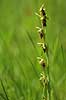 Flueblomst. Den sj�ldne flue blomst orkide ved Allindelille Fredskov Ophrys insectifera Allindelille Fredskov   planter orkid�er, orkideer, blomster