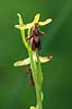 Flueblomst. Den sj�ldne flue blomst orkide ved Allindelille Fredskov Ophrys insectifera Allindelille Fredskov   planter orkid�er, orkideer, blomster