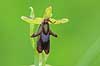 Flueblomst. Den sj�ldne flue blomst orkide ved Allindelille Fredskov Ophrys insectifera Allindelille Fredskov   planter orkid�er, orkideer, blomster