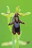 Flueblomst. Den sj�ldne flue blomst orkide ved Allindelille Fredskov Ophrys insectifera Allindelille Fredskov   planter orkid�er, orkideer, blomster