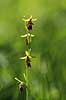 Flueblomst. Den sj�ldne flue blomst orkide ved Allindelille Fredskov Ophrys insectifera Allindelille Fredskov   planter orkid�er, orkideer, blomster