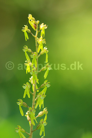�gbladet Fligl�be. �gbladet Fligl�be orkide (Listeria ovata) ved Allindelille Fredskov; Neottia ovata; Allindelille Fredskov; ; ; planter; orkid�er, orkideer, blomster