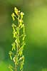 �gbladet Fligl�be. �gbladet Fligl�be orkide (Listeria ovata) ved Allindelille Fredskov Neottia ovata Allindelille Fredskov   planter orkid�er, orkideer, blomster