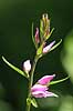 R�d skovlilje. R�d skovlilje ved Allindelille Fredskov Cephalanthera rubra Allindelille Fredskov   planter orkid�er, orkideer, blomster