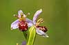 Biblomst. Den sj�ldne Bi blomst eller Bi-ophrys ved Himmelev Skov Ophrys apifera Himmelev Skov   planter orkid�er, orkideer, blomster