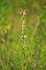 Biblomst. Den sj�ldne Bi blomst eller Bi-ophrys ved Himmelev Skov Ophrys apifera Himmelev Skov   planter orkid�er, orkideer, blomster