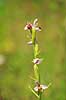 Biblomst. Den sj�ldne Bi blomst eller Bi-ophrys ved Himmelev Skov Ophrys apifera Himmelev Skov   planter orkid�er, orkideer, blomster