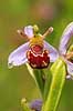 Biblomst. Den sj�ldne Bi blomst eller Bi-ophrys ved Himmelev Skov Ophrys apifera Himmelev Skov   planter orkid�er, orkideer, blomster