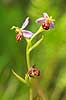 Biblomst. Den sj�ldne Bi blomst eller Bi-ophrys ved Himmelev Skov Ophrys apifera Himmelev Skov   planter orkid�er, orkideer, blomster