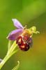 Biblomst. Den sj�ldne Bi blomst eller Bi-ophrys ved Himmelev Skov Ophrys apifera Himmelev Skov   planter orkid�er, orkideer, blomster