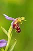 Biblomst. Den sj�ldne Bi blomst eller Bi-ophrys ved Himmelev Skov Ophrys apifera Himmelev Skov   planter orkid�er, orkideer, blomster