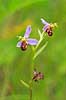 Biblomst. Den sj�ldne Bi blomst eller Bi-ophrys ved Himmelev Skov Ophrys apifera Himmelev Skov   planter orkid�er, orkideer, blomster