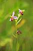 Biblomst. Den sj�ldne Bi blomst eller Bi-ophrys ved Himmelev Skov Ophrys apifera Himmelev Skov   planter orkid�er, orkideer, blomster