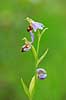 Biblomst. Den sj�ldne Bi blomst eller Bi-ophrys ved Himmelev Skov Ophrys apifera Himmelev Skov   planter orkid�er, orkideer, blomster