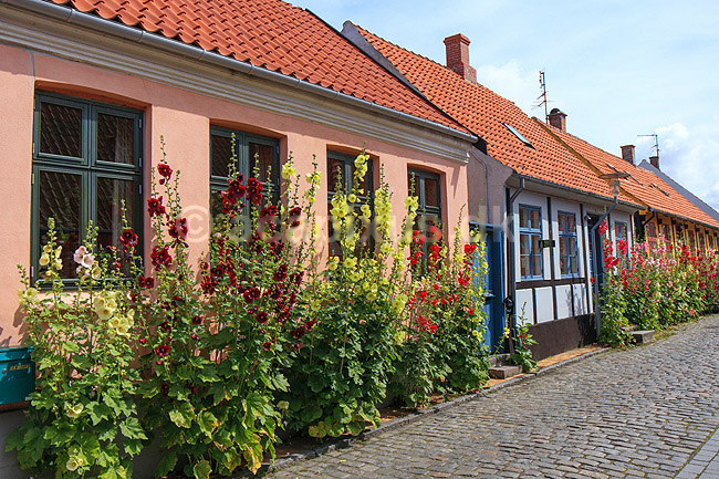 R�nne. Gamle bindingsv�rkshuse med stokroser i R�nne; ; R�nne / Bornholm; Danmark; ; ; 