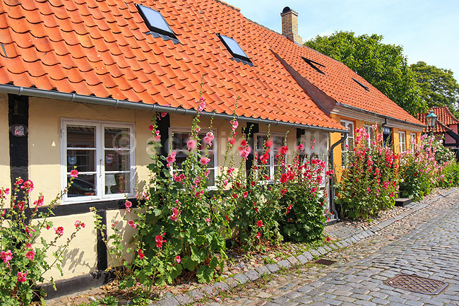 R�nne. Gamle bindingsv�rkshuse med stokroser i R�nne; ; R�nne / Bornholm; Danmark; ; ; 