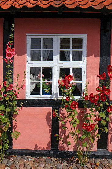 R�nne. Erichsens G�rd, gamelt bindingsv�rkshus med stokroser i R�nne; ; R�nne / Bornholm; Danmark; ; ; 