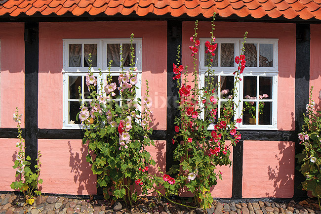 R�nne. Erichsens G�rd, gamelt bindingsv�rkshus med stokroser i R�nne; ; R�nne / Bornholm; Danmark; ; ; 