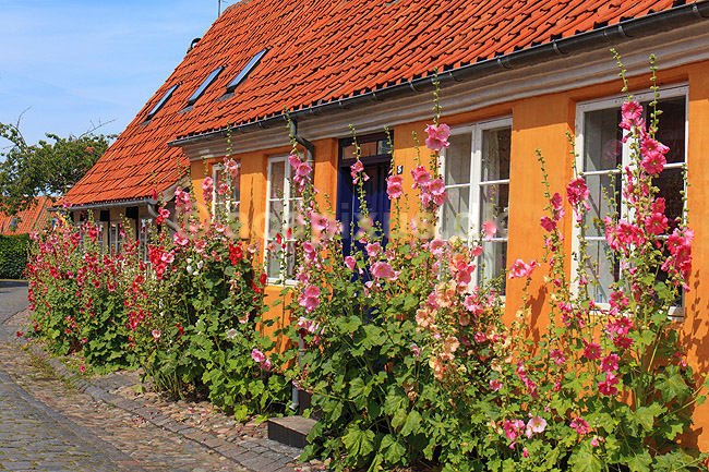 R�nne. Gamle bindingsv�rkshuse med stokroser i R�nne; ; R�nne / Bornholm; Danmark; ; ; 