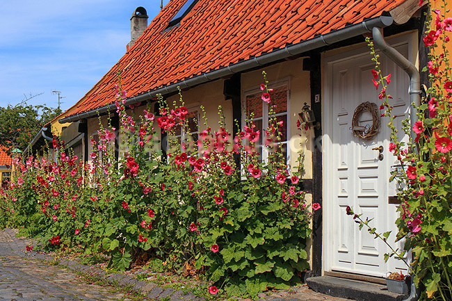 R�nne. Gamle bindingsv�rkshuse med stokroser i R�nne; ; R�nne / Bornholm; Danmark; ; ; 