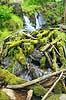 D�ndalsfaldet. Vandfald p�  D�ndale�en med mosbegroede tr�stammer i D�ndalen. Danmarks st�rste vandfald p� ca 20 meter  D�ndalen / Bornholm Danmark   vandl�b, �er, spr�kkedale, Natura 2000