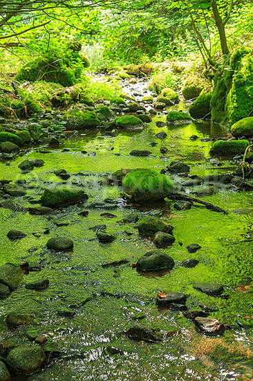 D�ndale�en. D�ndale�en med mosbegroede sten i D�ndalen; ; D�ndalen / Bornholm; Danmark; ; ; vandl�b, �er, spr�kkedale, Natura 2000