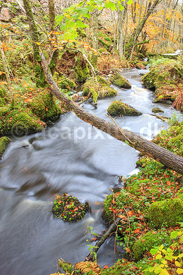 S�der�sen. Kv�rkeb�cken i bunden af den mosd�kkede dal p� S�der�sen; ; Nationalpark S�der�sen; Sverige; ; Landskaber; 