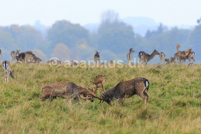 D�dyr. D�hjorte k�mper p� brunstpladsen i Dyrehaven; Dama dama; J�gersborg Dyrehave / Sj�lland; ; ; pattedyr; Hjorte, Cervidae, Parrett�ede hovdyr, Artiodactyla, hjort, d�vildt, gevir, fuldskuffel, dr�vtygger, brunst, fallow deer, d�hjort, dovhjort, Dyrehaven