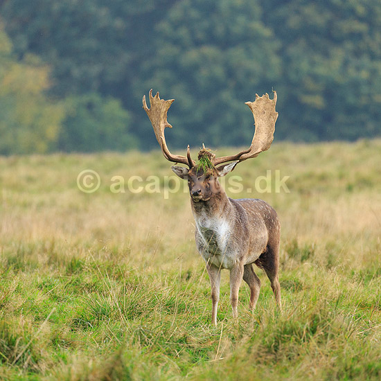 D�dyr. D�hjort p� brunstpladsen i Dyrehaven; Dama dama; J�gersborg Dyrehave / Sj�lland; ; ; pattedyr; Hjorte, Cervidae, Parrett�ede hovdyr, Artiodactyla, hjort, d�vildt, gevir, fuldskuffel, dr�vtygger, brunst, fallow deer, d�hjort, dovhjort, Dyrehaven