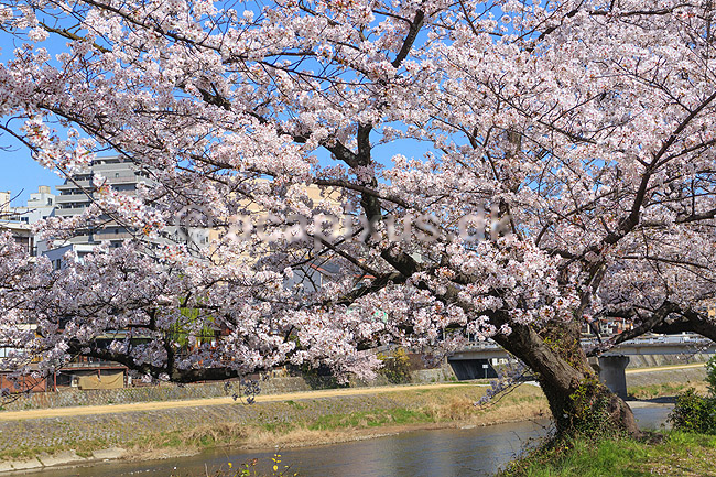 Kirseb�rblomstring. Kirseb�rtr�er i blomst langs Kamo River i Kyoto; Prunus spec. Rosaceae; Kyoto; Japan; ; planter; Kirseb�rblomstring, Prydkirseb�r, blomster, Kansai, japansk, for�r, sakura
