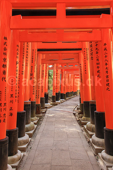 Fushimi-Inari Taisha Shrine. Tunnel af torii ved det shintoistiske Fushimi-Inari Taisha Shrine; ; Fushimi-Inari Taisha Shrine / Kyoto; Japan; Asien; ; templer shintoisme orange