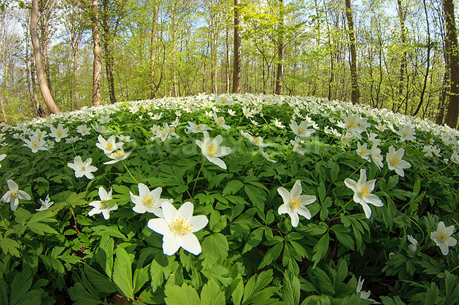 Anemoner. Hvide anemoner i skovbunden i b�geskov i Hareskoven; Anemone nemorosa; Hareskoven; ; ; Planter; Ranunkel-familien, Ranunculaceae, Ranunkel-ordenen, Ranunculales, blomster, for�r, b�g, b�getr�, b�getr�er