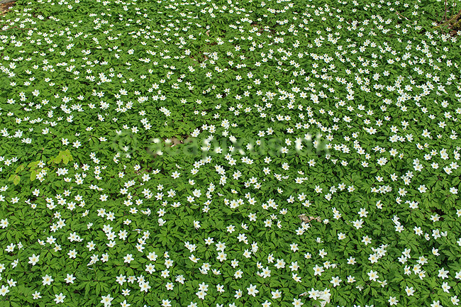 Anemoner. Hvide anemoner i skovbunden i b�geskov i Hareskoven; Anemone nemorosa; Hareskoven; ; ; Planter; Ranunkel-familien, Ranunculaceae, Ranunkel-ordenen, Ranunculales, blomster, for�r, b�g, b�getr�, b�getr�er