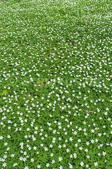 Anemoner. Hvide anemoner i skovbunden i b�geskov i Hareskoven; Anemone nemorosa; Hareskoven; ; ; Planter; Ranunkel-familien, Ranunculaceae, Ranunkel-ordenen, Ranunculales, blomster, for�r, b�g, b�getr�, b�getr�er