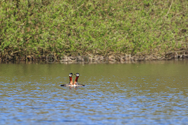 Gr�strubet lappedykker. Gr�strubet lappedykker i parringsspil; Podiceps griseigena; Skallemose S� / Hareskoven; ; ; fugle; Lappedykkere, Podicipedidae, Podicipediformes