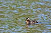 Gr�strubet lappedykker Podiceps griseigena Skallemose S� / Hareskoven   fugle Lappedykkere, Podicipedidae, Podicipediformes