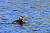 Gr�strubet lappedykker Podiceps griseigena Skallemose S� / Hareskoven   fugle Lappedykkere, Podicipedidae, Podicipediformes