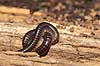 Tusindben. Tusindben sammenrullet p� tr�stub Evt. Ommatoiulus sabulosus   Sverige  spindlere �gte tusindben, Diplopoda, Myriapoda, leddyr