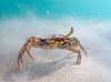 Strandkrabbe. Krabbe i forsvarspositur p� sandbunden Carcinus maenas Tisvildeleje Danmark  Krebsdyr krabbe, skaldyr, krabber, leddyr, undervandsfoto, undervandsbillede, undervandsmilj�, marineliv, marine liv, marinebiologi, krabba, kr�ftdjur, strandkrabba, kreps, sandbund, havbund