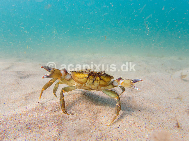 Strandkrabbe. Krabbe i forsvarspositur p� sandbunden; Carcinus maenas; Tisvildeleje; Danmark; ; Krebsdyr; krabbe, skaldyr, krabber, leddyr, undervandsfoto, undervandsbillede, undervandsmilj�, marineliv, marine liv, marinebiologi, krabba, kr�ftdjur, strandkrabba, kreps, sandbund, havbund
