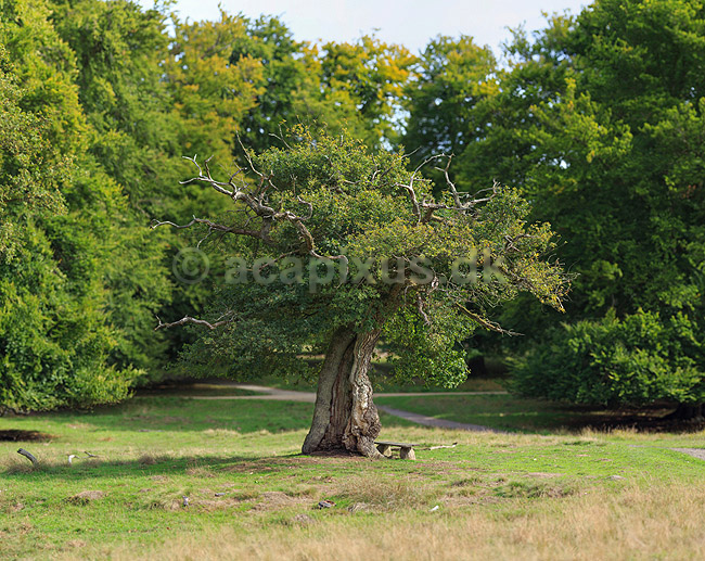 Hjortekilde egen. Hjortekildeegen; Quercus robur; Ulvedalene / J�gersborg Dyrehave; ; ; planter; B�ge-ordenen, Fagales, tr�er, egetr�, egetr�er, eg, Hjortekilde eg