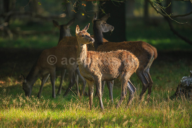 Krondyr. Kronhjorte hinder; Cervus elaphus; J�gersborg Dyrehave (Dyrehaven) / Sj�lland; ; ; pattedyr; Hjorte, kronhjorte, krondyr, Cervidae, Parrett�ede hovdyr, Artiodactyla