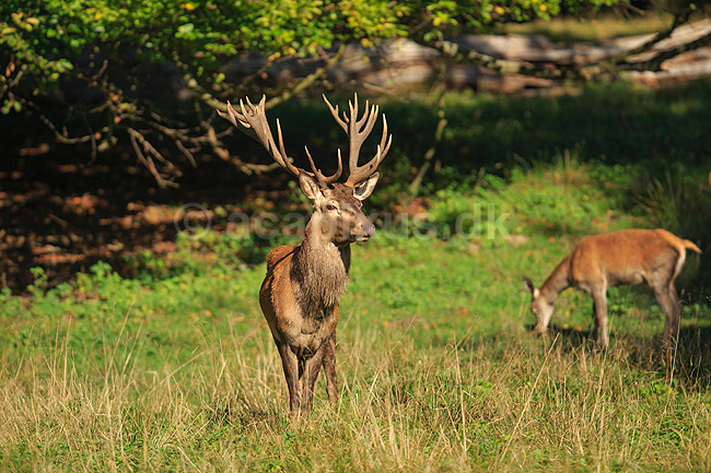 Kronhjort. Kronhjorte i Ulvedalene; Cervus elaphus; J�gersborg Dyrehave (Dyrehaven) / Sj�lland; ; ; pattedyr; Hjorte, kronhjorte, krondyr, Cervidae, Parrett�ede hovdyr, Artiodactyla