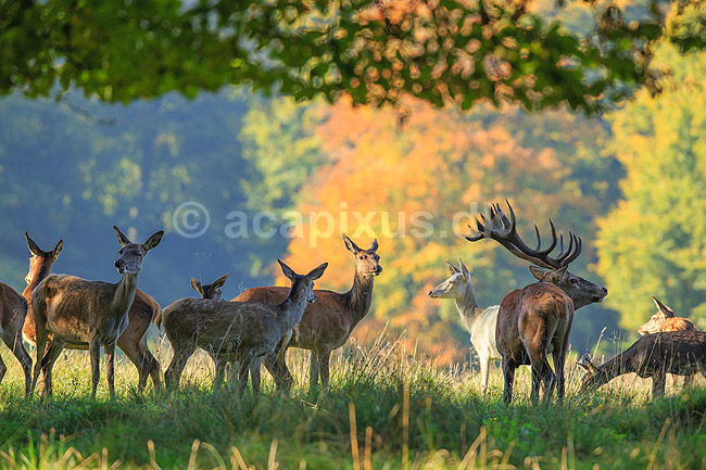 Kronhjort. Br�lende kronhjort med sit harem under brunst perioden; Cervus elaphus; J�gersborg Dyrehave (Dyrehaven) / Sj�lland; ; ; pattedyr; Hjorte, kronhjorte, krondyr, Cervidae, Parrett�ede hovdyr, Artiodactyla