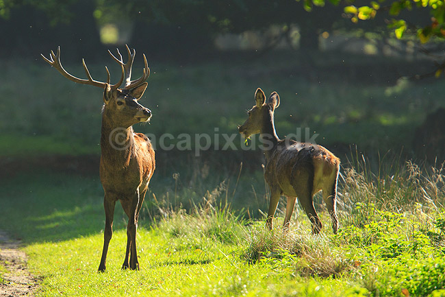 Kronhjort. Kronhjort og kronhind; Cervus elaphus; J�gersborg Dyrehave (Dyrehaven) / Sj�lland; ; ; pattedyr; Hjorte, kronhjorte, krondyr, Cervidae, Parrett�ede hovdyr, Artiodactyla