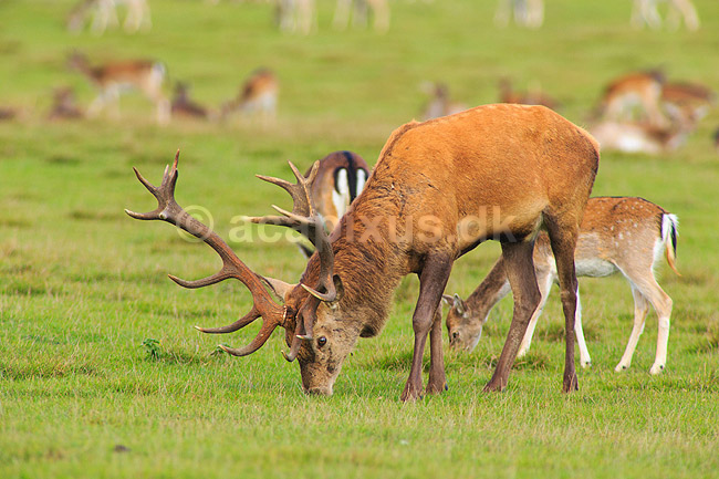 Kronhjort. Kronhjort gr�sser p� Eremitagesletten sammen med d�dyr; Cervus elaphus; J�gersborg Dyrehave (Dyrehaven) / Sj�lland; ; ; pattedyr; Hjorte, kronhjorte, krondyr, Cervidae, Parrett�ede hovdyr, Artiodactyla